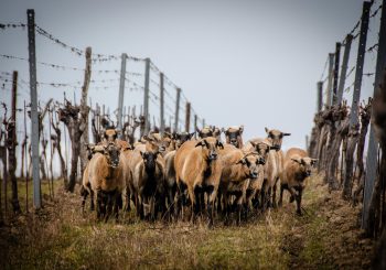 Unsere kleine Farm"